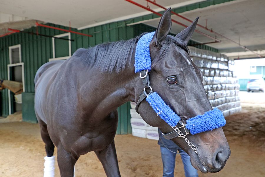 Horse racing should be put out of its misery
