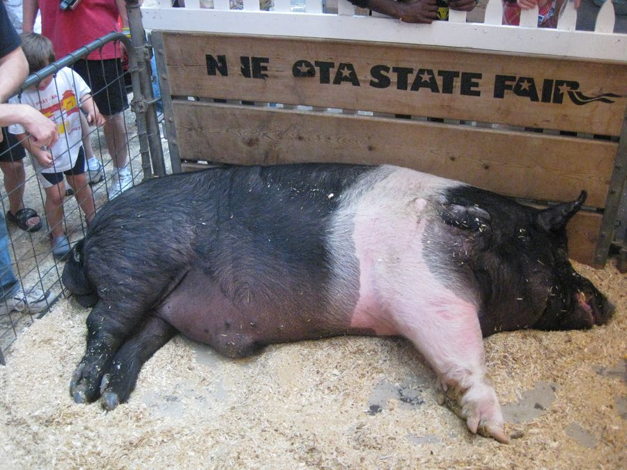 Things I Consumed At The Minnesota State Fair, Ranked