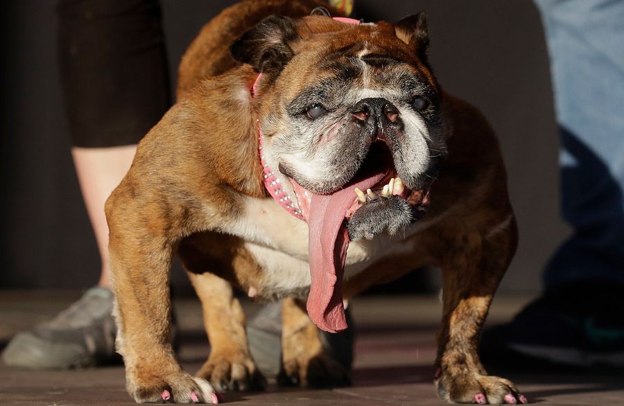 The World&#39;s Ugliest Dog Is Dead, Probably Not Of Ugliness<em></em>